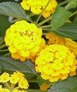 Yellow Lantana Lola Live Plants - 2 Pack - 4-6 Inches Tall - Attracts Butterflies, Outdoor - Image 1