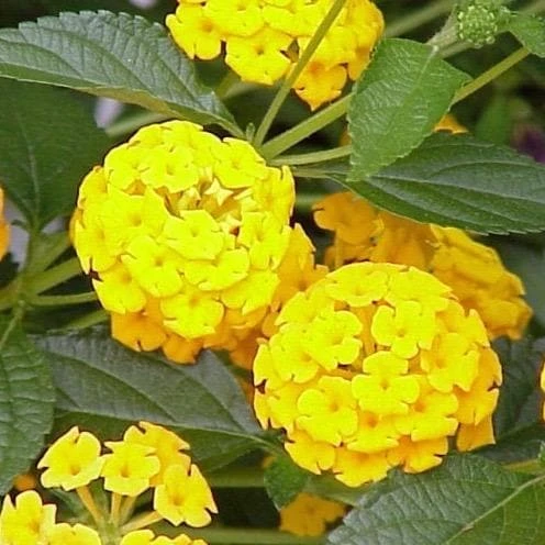 Yellow Lantana Lola Live Plants - 2 Pack - 4-6 Inches Tall - Attracts Butterflies, Outdoor - Image 1