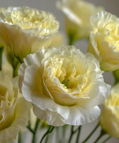 Yellow Lisianthus Seeds - Soft Apricot Double Ruffled Blooms - 25 Seeds - Image 5