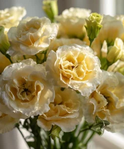 Yellow Lisianthus Seeds - Soft Apricot Double Ruffled Blooms - 25 Seeds - Image 1
