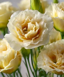 Yellow Lisianthus Seeds - Soft Apricot Double Ruffled Blooms - 25 Seeds - Image 6