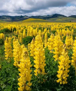 Yellow Lupine Seeds - 50 Count Pollinator Friendly Flower Seeds Easy Grow - Image 2