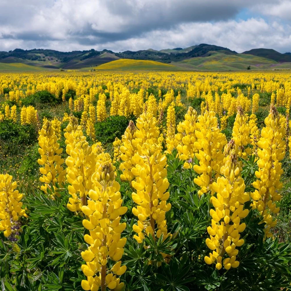 Yellow Lupine Seeds - 50 Count Pollinator Friendly Flower Seeds Easy Grow - Image 2