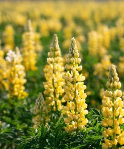 Yellow Lupine Seeds - 50 Count Pollinator Friendly Flower Seeds Easy Grow - Image 3