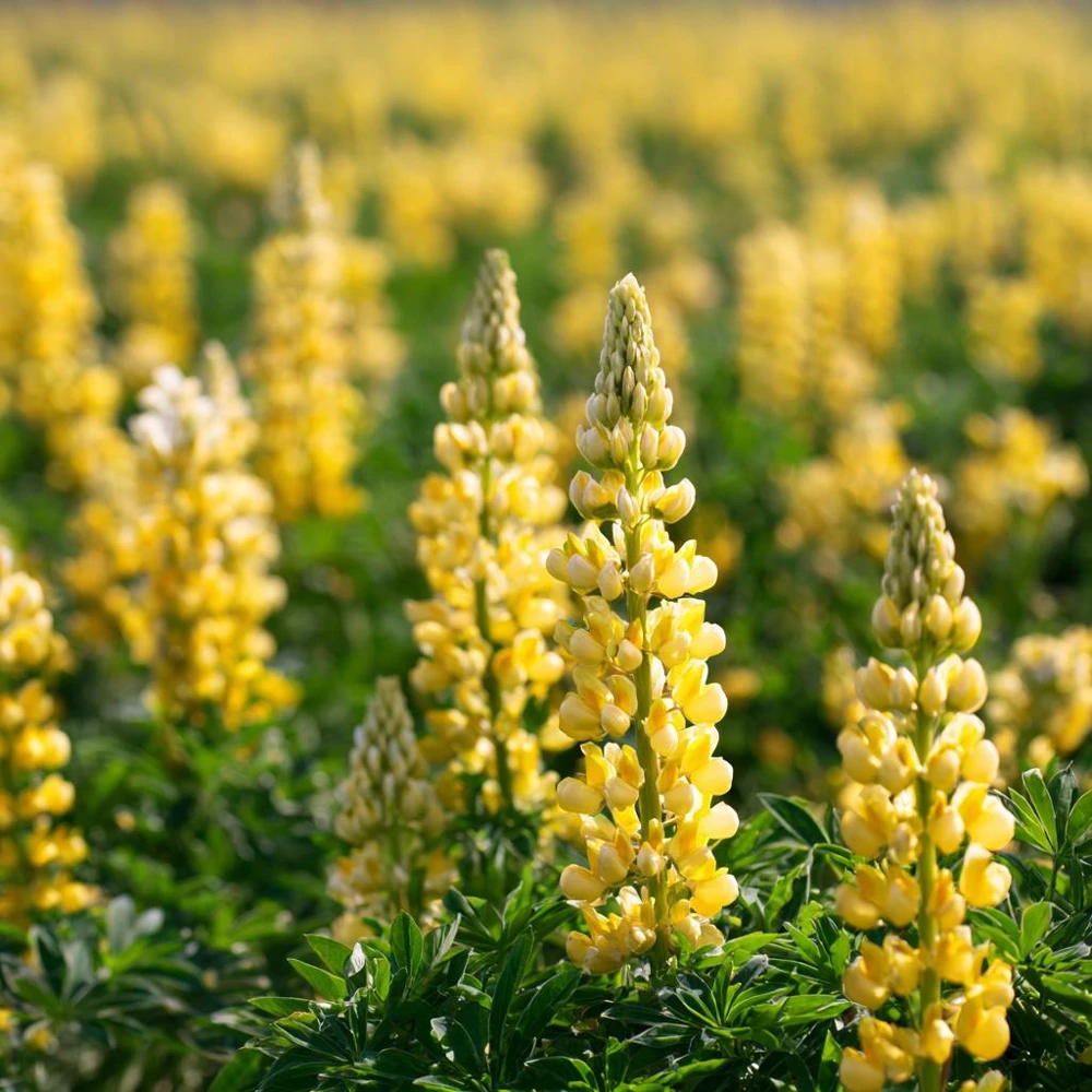 Yellow Lupine Seeds - 50 Count Pollinator Friendly Flower Seeds Easy Grow - Image 3