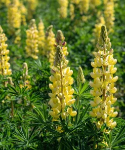 Yellow Lupine Seeds - 50 Count Pollinator Friendly Flower Seeds Easy Grow - Image 4