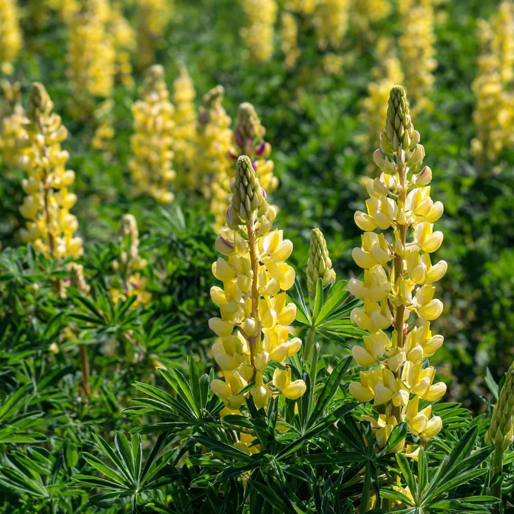 Yellow Lupine Seeds - 50 Count Pollinator Friendly Flower Seeds Easy Grow - Image 4