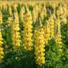 Yellow Lupine Seeds - 50 Count Pollinator Friendly Flower Seeds Easy Grow - Image 1