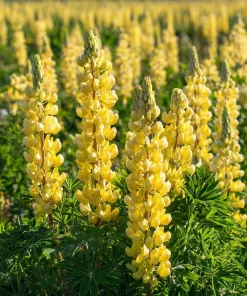 Yellow Lupine Seeds - 50 Count Pollinator Friendly Flower Seeds Easy Grow - Image 1