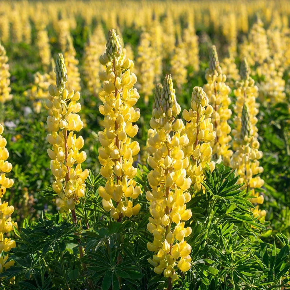 Yellow Lupine Seeds - 50 Count Pollinator Friendly Flower Seeds Easy Grow - Image 1