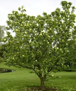 Yellow Magnolia Tree Live Plant 6-12