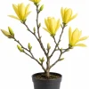 Yellow Magnolia Tree Live Plant 6-12" Tall - Bright Yellow Flowers Shrub - Image 1