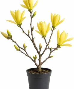 Yellow Magnolia Tree Live Plant 6-12" Tall - Bright Yellow Flowers Shrub - Image 1