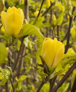 Yellow Magnolia Tree Live Plant - Fragrant Flowers - 6-14 Inch Tall - 2.5 Inch Pot - Image 2