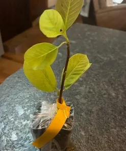 Yellow Magnolia Tree Live Plant - Fragrant Flowers - 6-14 Inch Tall - 2.5 Inch Pot - Image 3