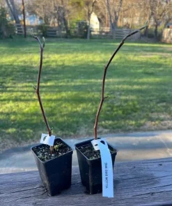 Yellow Magnolia Tree Live Plant - Fragrant Flowers - 6-14 Inch Tall - 2.5 Inch Pot - Image 7