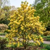 Yellow Magnolia Tree Live Plant - Fragrant Flowers - 6-14 Inch Tall - 2.5 Inch Pot - Image 1
