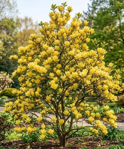 Yellow Magnolia Tree Live Plant - Fragrant Flowers - 6-14 Inch Tall - 2.5 Inch Pot - Image 1