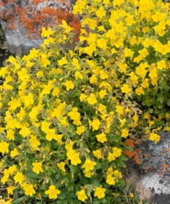 Yellow Monkey Flower Seeds - Mimulus Grandiflorus Perennial - 250 Seeds - Image 10