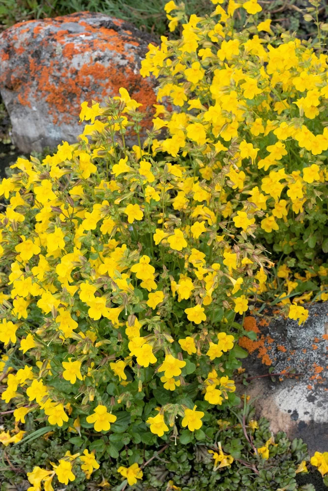 Yellow Monkey Flower Seeds - Mimulus Grandiflorus Perennial - 250 Seeds - Image 10