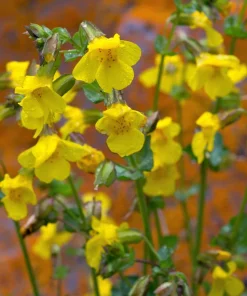 Yellow Monkey Flower Seeds - Mimulus Grandiflorus Perennial - 250 Seeds - Image 11
