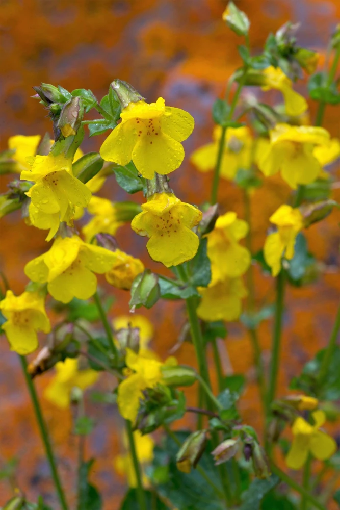 Yellow Monkey Flower Seeds - Mimulus Grandiflorus Perennial - 250 Seeds - Image 11