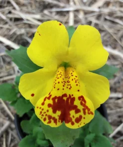 Yellow Monkey Flower Seeds - Mimulus Grandiflorus Perennial - 250 Seeds - Image 12