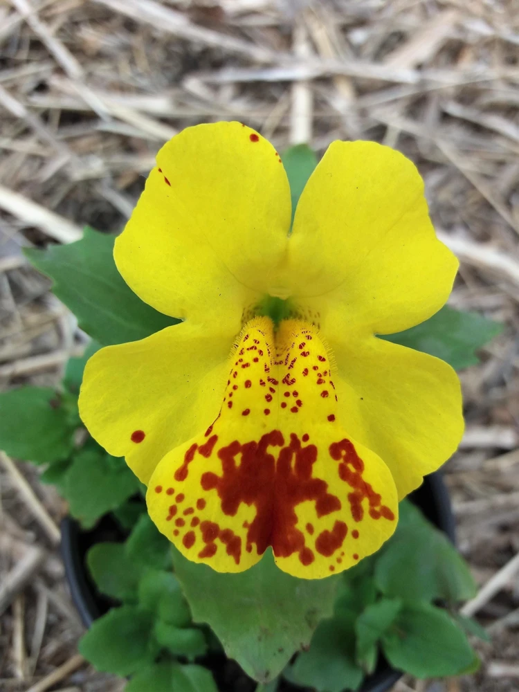 Yellow Monkey Flower Seeds - Mimulus Grandiflorus Perennial - 250 Seeds - Image 12