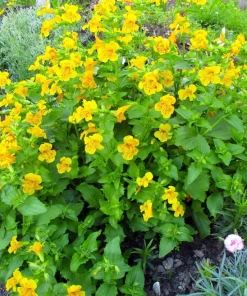 Yellow Monkey Flower Seeds - Mimulus Grandiflorus Perennial - 250 Seeds - Image 2