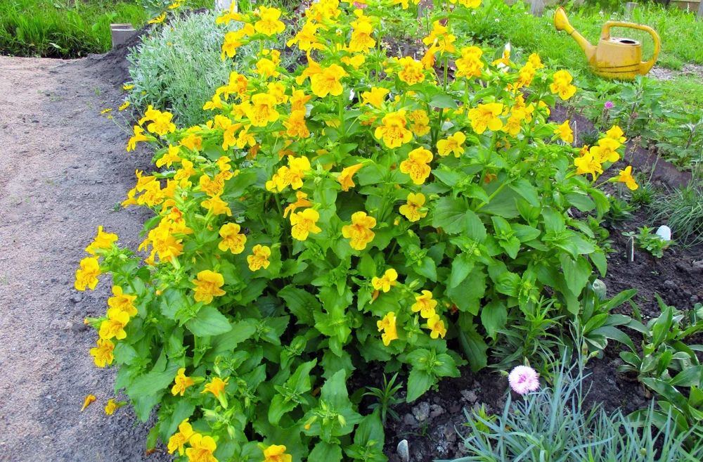 Yellow Monkey Flower Seeds - Mimulus Grandiflorus Perennial - 250 Seeds - Image 2