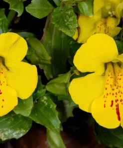 Yellow Monkey Flower Seeds - Mimulus Grandiflorus Perennial - 250 Seeds - Image 3