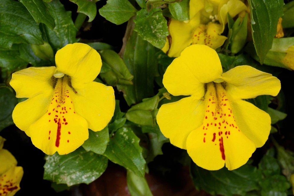 Yellow Monkey Flower Seeds - Mimulus Grandiflorus Perennial - 250 Seeds - Image 3