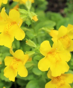 Yellow Monkey Flower Seeds - Mimulus Grandiflorus Perennial - 250 Seeds - Image 4