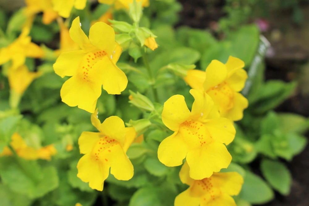 Yellow Monkey Flower Seeds - Mimulus Grandiflorus Perennial - 250 Seeds - Image 4