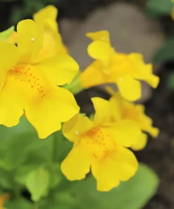 Yellow Monkey Flower Seeds - Mimulus Grandiflorus Perennial - 250 Seeds - Image 5