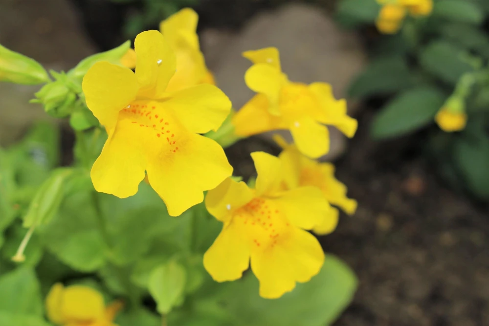 Yellow Monkey Flower Seeds - Mimulus Grandiflorus Perennial - 250 Seeds - Image 5