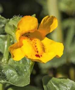 Yellow Monkey Flower Seeds - Mimulus Grandiflorus Perennial - 250 Seeds - Image 6