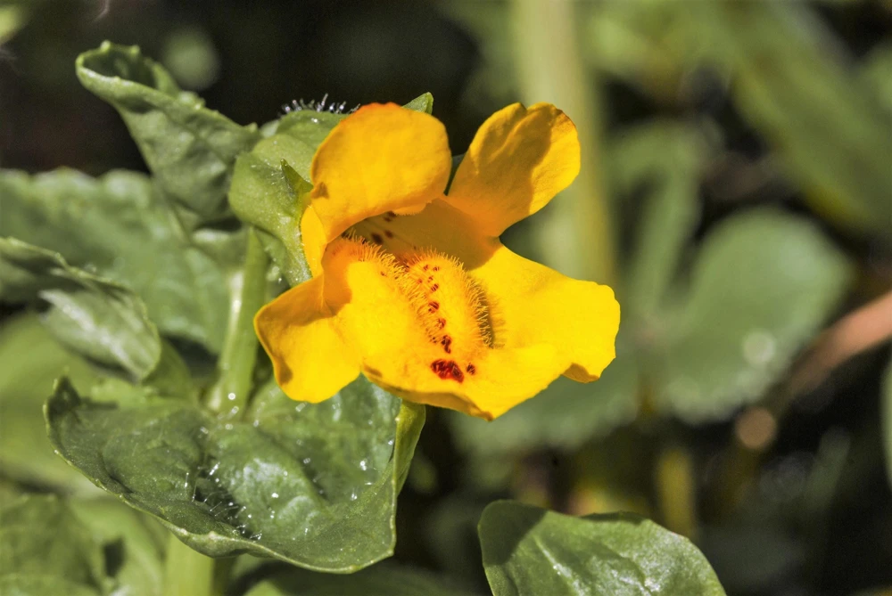 Yellow Monkey Flower Seeds - Mimulus Grandiflorus Perennial - 250 Seeds - Image 6
