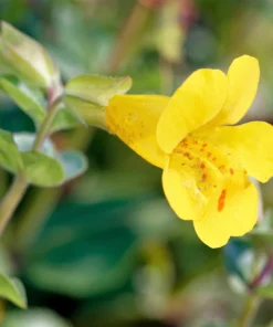 Yellow Monkey Flower Seeds - Mimulus Grandiflorus Perennial - 250 Seeds - Image 7