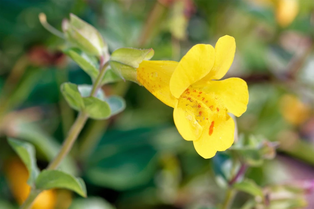 Yellow Monkey Flower Seeds - Mimulus Grandiflorus Perennial - 250 Seeds - Image 7