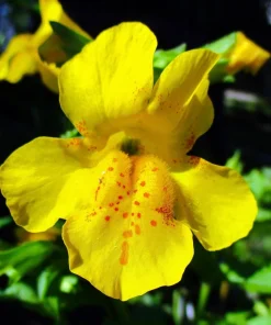 Yellow Monkey Flower Seeds - Mimulus Grandiflorus Perennial - 250 Seeds - Image 8