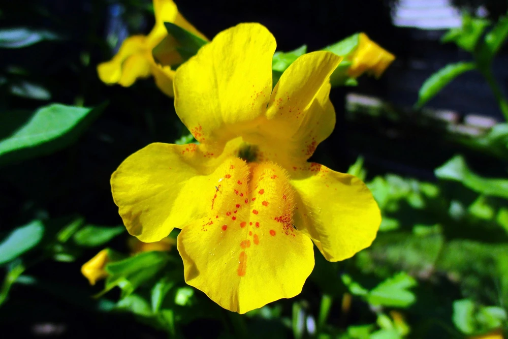 Yellow Monkey Flower Seeds - Mimulus Grandiflorus Perennial - 250 Seeds - Image 8
