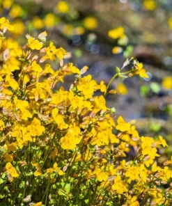 Yellow Monkey Flower Seeds - Mimulus Grandiflorus Perennial - 250 Seeds - Image 9