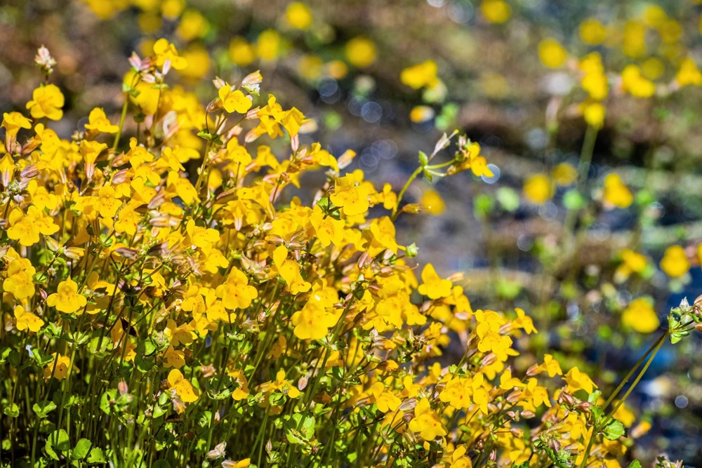 Yellow Monkey Flower Seeds - Mimulus Grandiflorus Perennial - 250 Seeds - Image 9