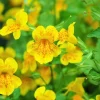 Yellow Monkey Flower Seeds - Mimulus Grandiflorus Perennial - 250 Seeds - Image 1