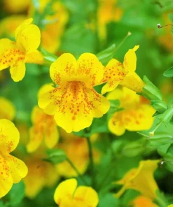 Yellow Monkey Flower Seeds - Mimulus Grandiflorus Perennial - 250 Seeds - Image 1
