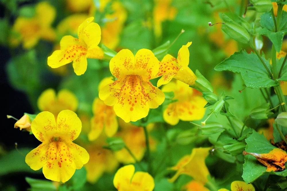 Yellow Monkey Flower Seeds - Mimulus Grandiflorus Perennial - 250 Seeds - Image 1