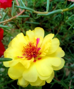 Yellow Moss Rose Seeds - 100 Portulaca Grandiflora Flower Seeds for Sun Gardens - Image 10