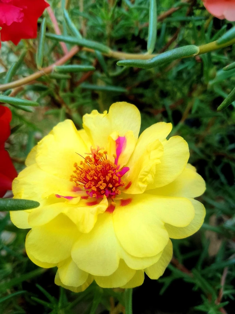 Yellow Moss Rose Seeds - 100 Portulaca Grandiflora Flower Seeds for Sun Gardens - Image 10