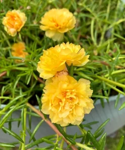 Yellow Moss Rose Seeds - 100 Portulaca Grandiflora Flower Seeds for Sun Gardens - Image 11